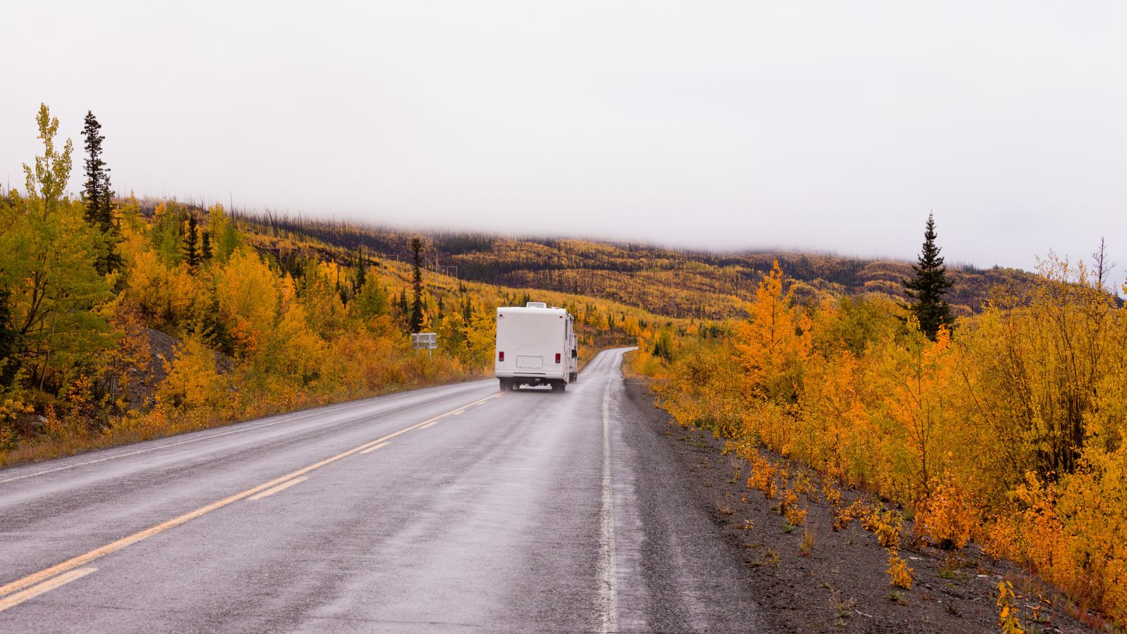 Camper van drives on highway with autumn or fall colorful yellow foliage of boreal forest taiga of yukon Territory, Canada